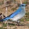 Mountain Bluebird